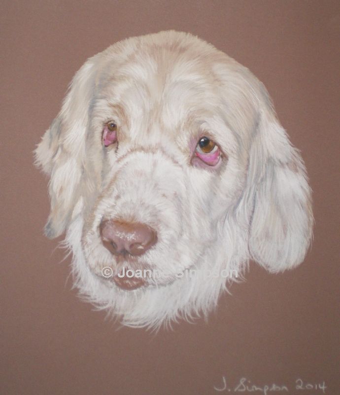Clumber Spaniel pet portrait